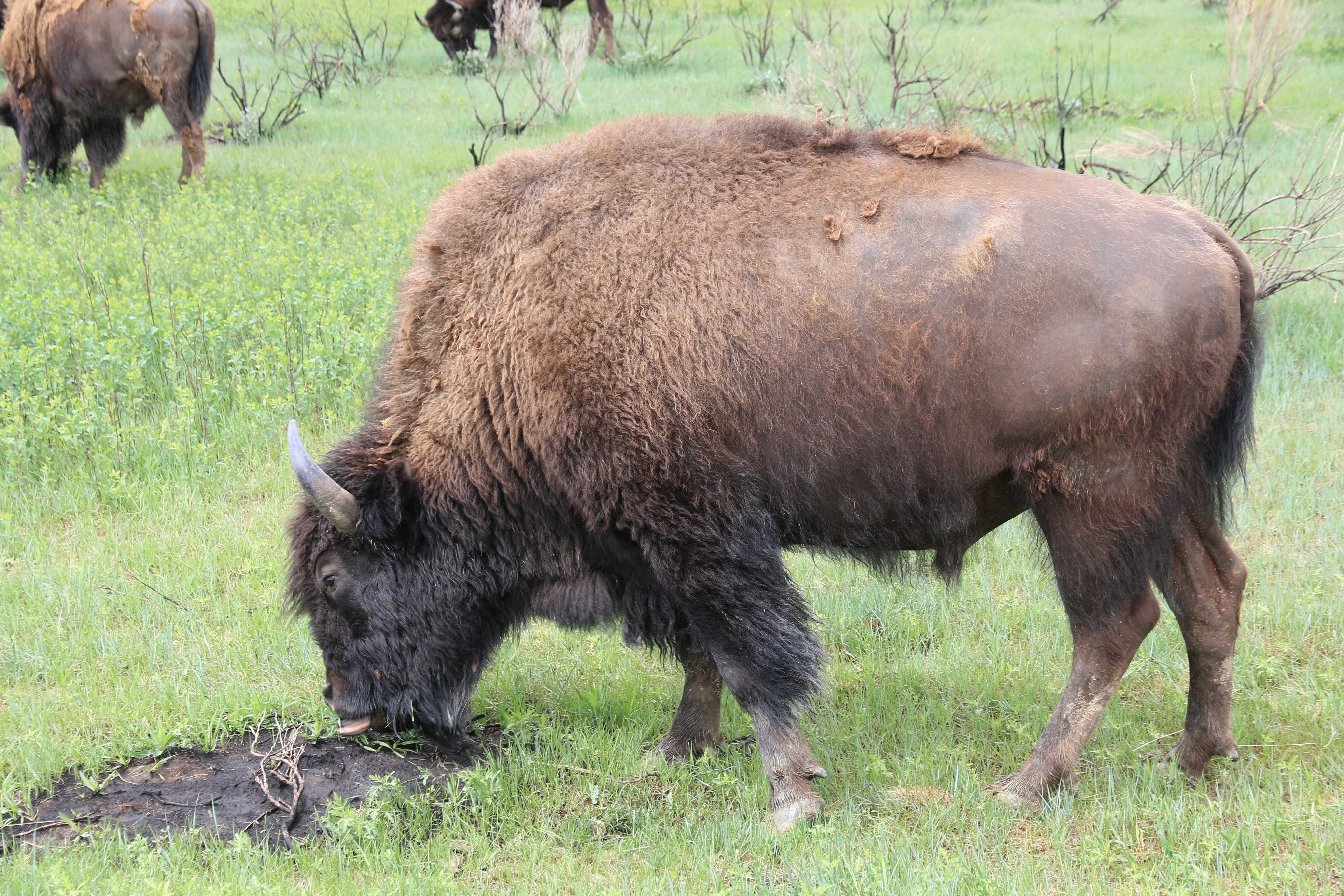 Theodore Roosevelt NP